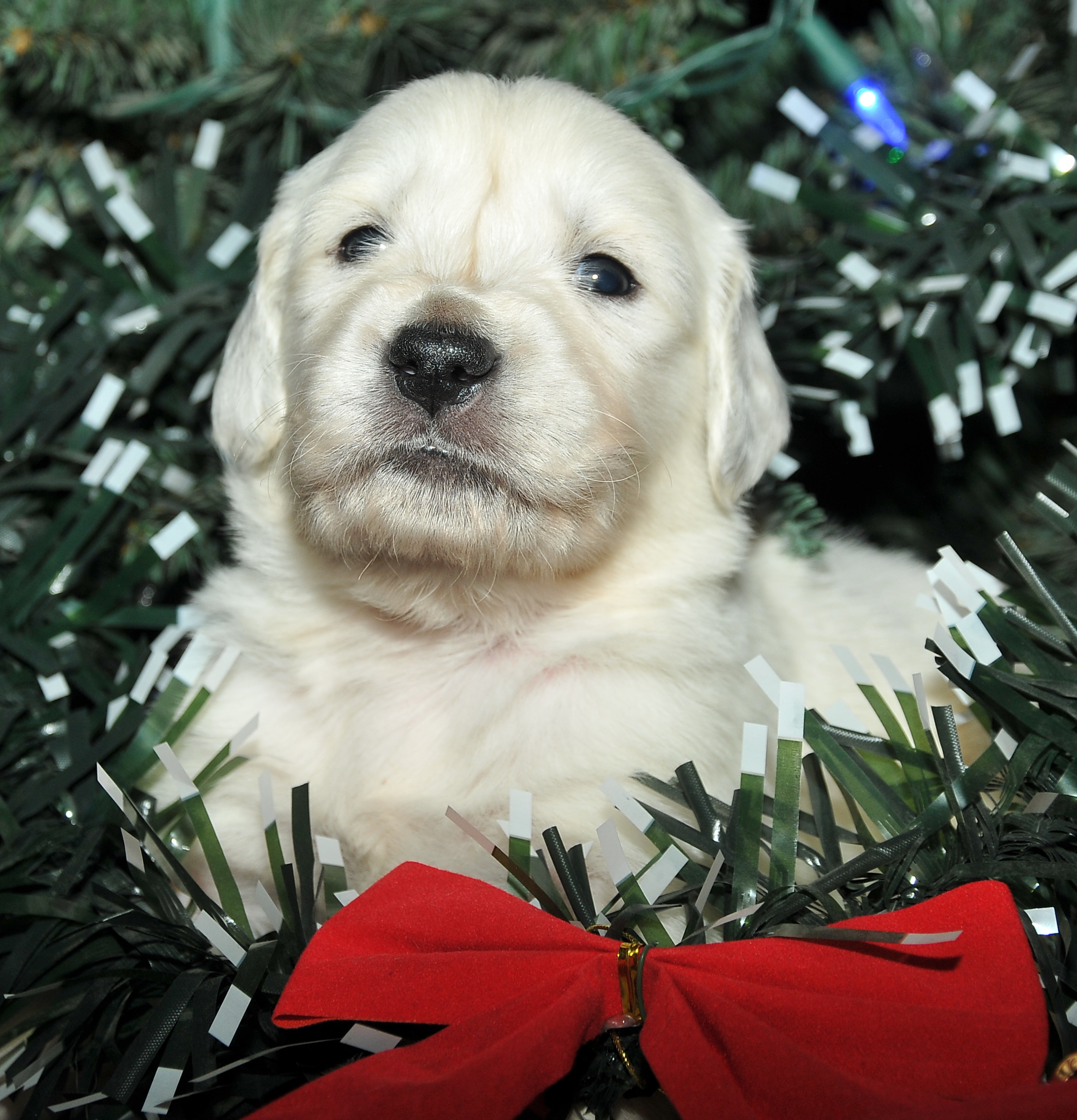 First photo of Stella, a cute Golden Retriever puppy.